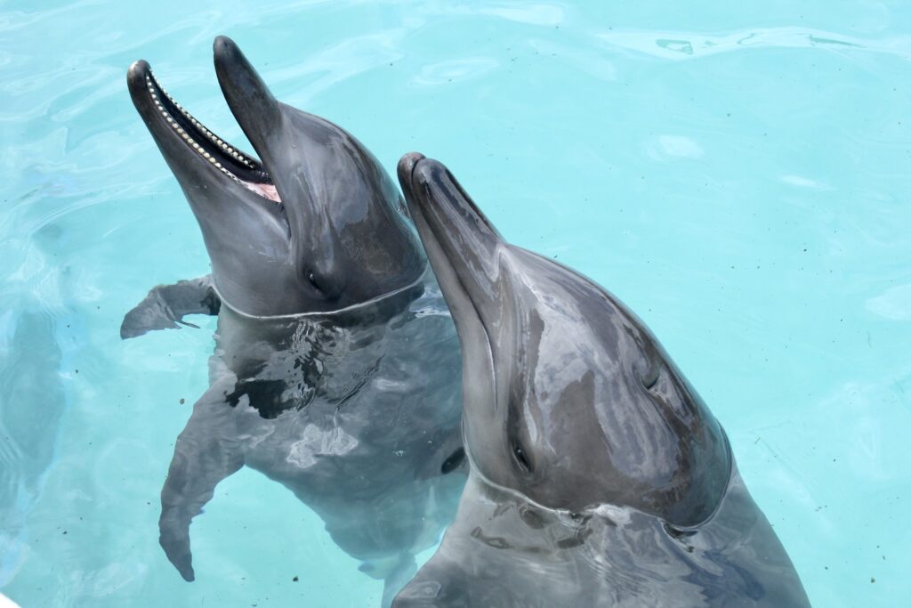 nadar con delfines en cancun